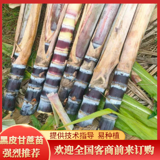甘蔗种子  广西黑皮甘蔗种，黑皮甘蔗种苗，脱毒种苗