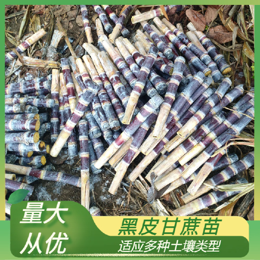 甘蔗种子  甘蔗种苗 出售黑皮甘蔗种，黄皮甘蔗种，大灰种，脱