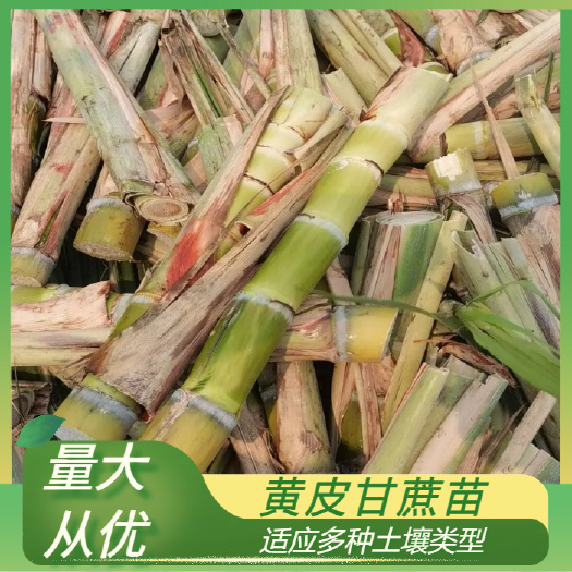 柳州黄金甘蔗种、甘蔗种苗、黄皮甘蔗种苗，产地直发
