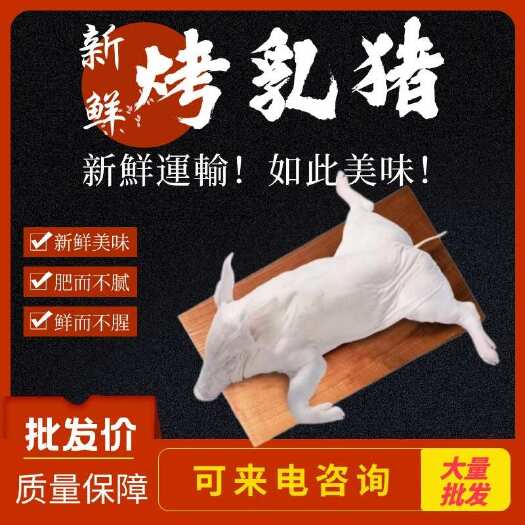 佛山新鲜烤乳猪整只乳猪鲜冻广东脆皮香猪肉生鲜酒店烧烤批发
