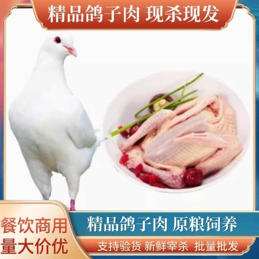 新鲜乳鸽现杀鸽子肉三年老鸽子散养土鸽煲汤老鸽冰鲜批发乳鸽