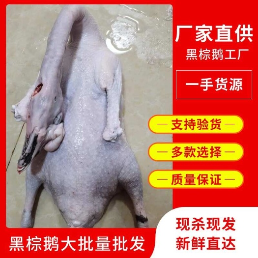 广东黑棕鹅新鲜整只酒店烧鹅港式茶餐厅原材料乌棕鹅棚鹅批发