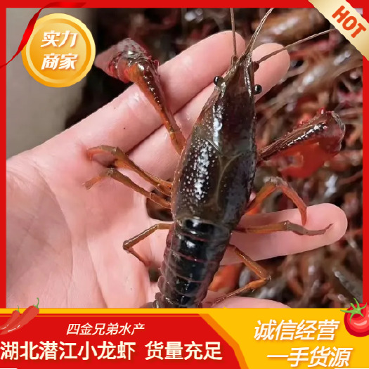 潜江市湖北潜江小龙虾 一手货源  现捕现发