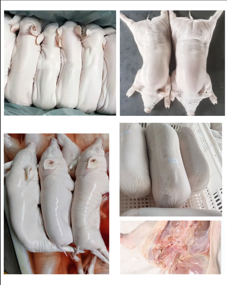 新鲜烤乳猪整只乳猪鲜冻广东脆皮香猪肉生鲜酒店烧烤批发
