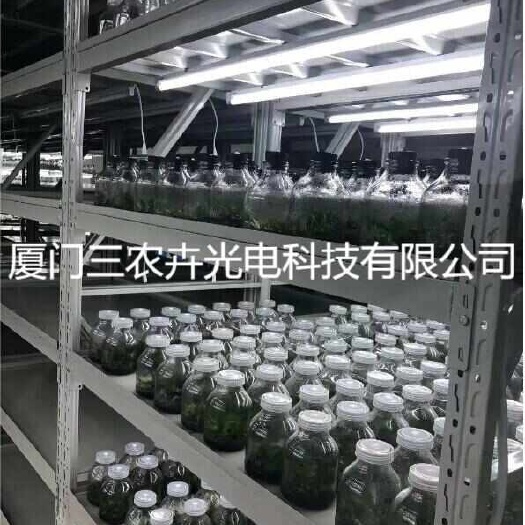 厦门T8蝴蝶兰组培灯