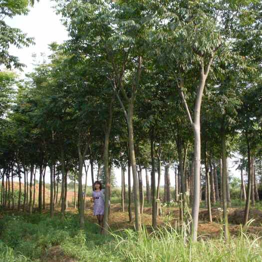 长沙江西黄山栾树供应商一手货原 成活高