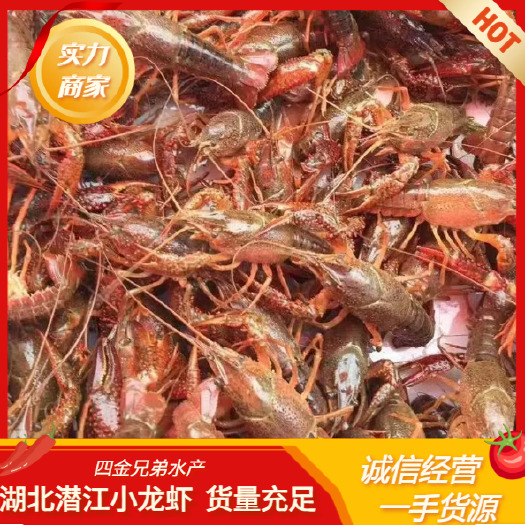 潜江市鲜活小龙虾 规格齐全 长期供应