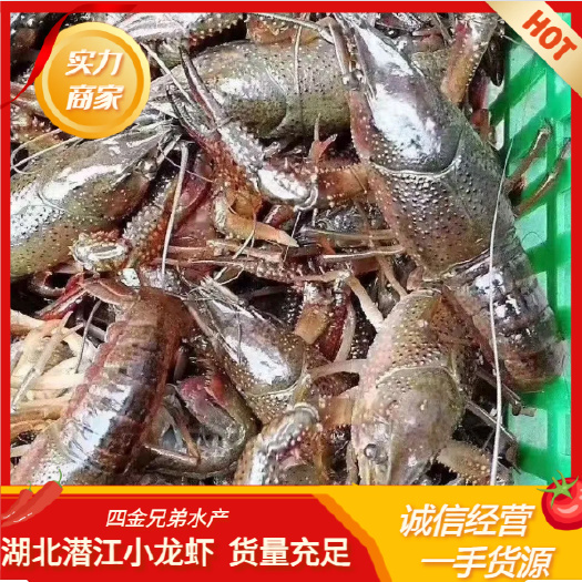 潜江市456规格小龙虾 全国包邮批发 中青中红