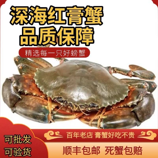 东山县大青蟹三门香辣蟹酱包邮顺丰全母超大红膏大青蟹青蟹