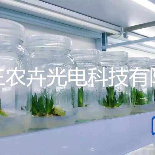 厦门T20-多肉补光灯
