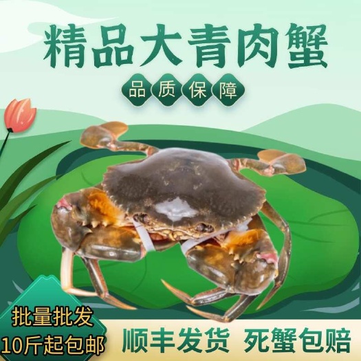 东山县青蟹鲜活海捕螃蟹肉蟹煲母蟹处子处女奄仔蟹顺丰包邮