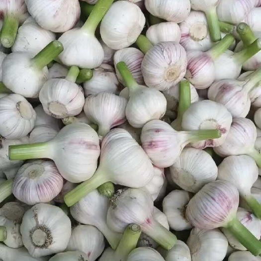 周口河南扒皮大蒜