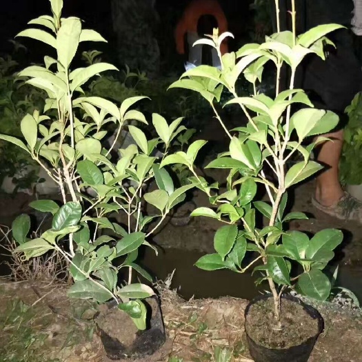 金华浙江P30-400四季桂供应商 货好价优 成活率高