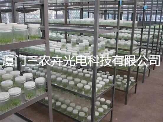 厦门T25-桉树组培灯