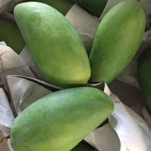 南宁大青芒应季当季芒果产地货源批发