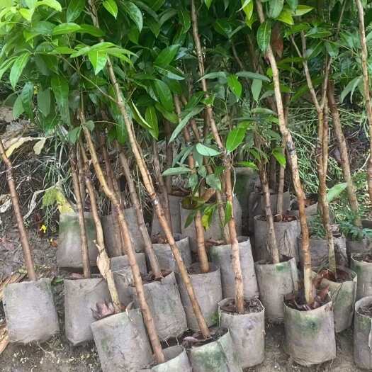 灵山县冰荔荔枝苗1.5公分原杯