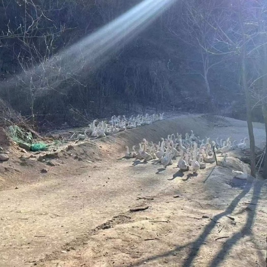 辽宁自然纯散养180天土鹅蛋 自然谷物喂养 高营养蛋黄