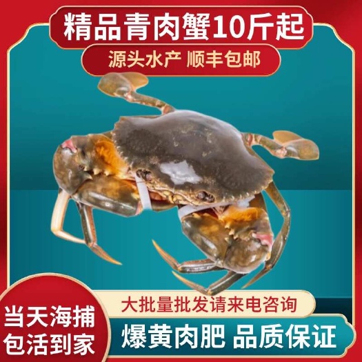 东山县奄仔蟹鲜活处女蟹青蟹螃蟹海鲜水产包肥肉蟹东山岛海鲜特产