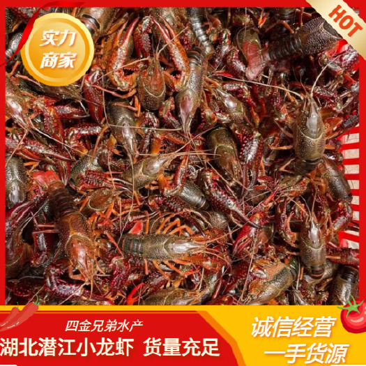 潜江市湖北潜江小龙虾6钱以上  规格齐全 货源充足