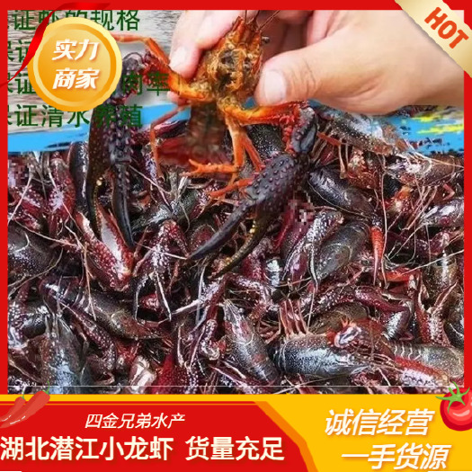 潜江市清水小龙虾 饱满干净 长期供应