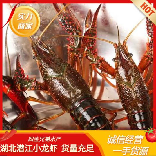 潜江市鲜活小龙虾 养殖基地直发 货量充足