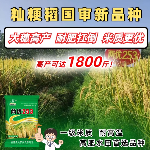 巨穗高产国审籼粳稻杂交品种【两优253】1斤装