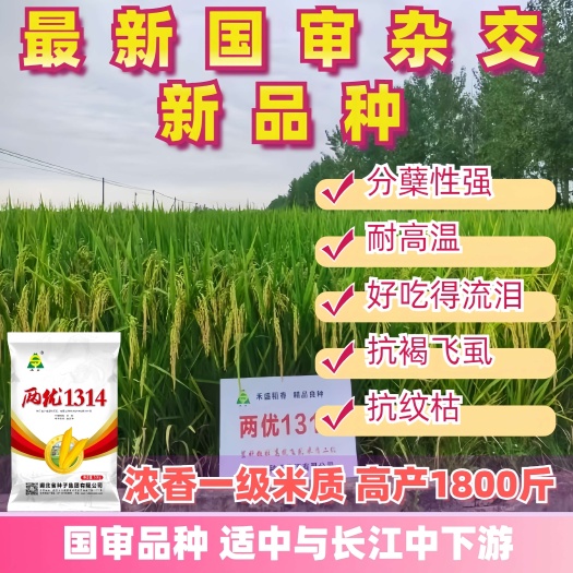 长沙武汉大学最新研发国审高产杂交品种【两优1314】1斤装