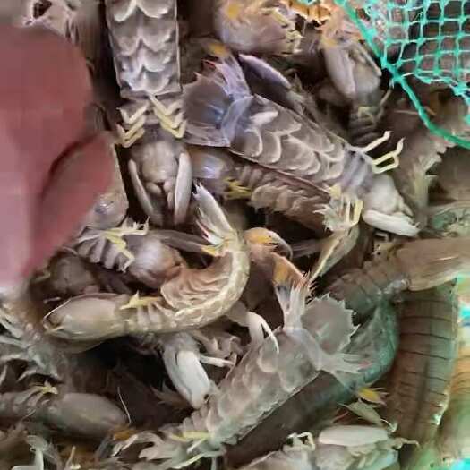 连云港皮皮虾