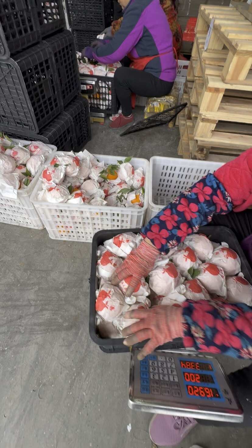 耙耙柑精选大果90以上   新鲜采摘到仓库