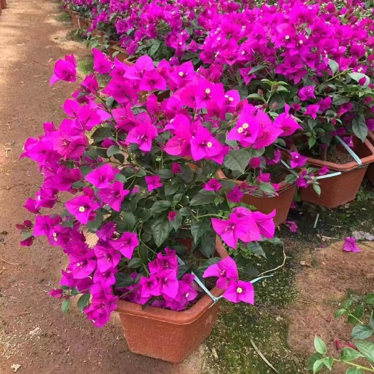 福建供应高度0.5米紫花三角梅苗木支持多种运输方式