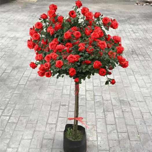 沭阳县高档树状月季花树苗树桩月季高杆玫瑰花四季开花阳台庭院盆栽绿植