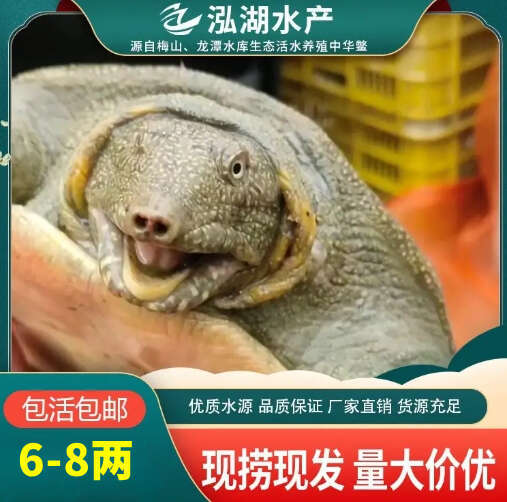 霍邱县惠农严选-6-8两中华鳖小甲鱼易成活养殖甲鱼苗批发