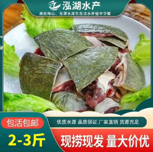 惠农严选-现捞现发 2-3斤公甲鱼 营养价值高 养殖基地直发