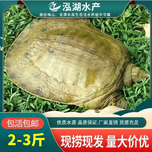 霍邱县惠农严选-现捞现发 2-3斤公甲鱼 营养价值高适合饭店餐馆