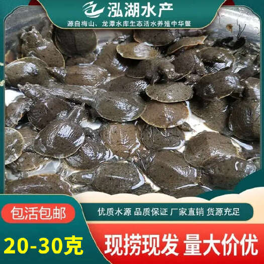 霍邱县惠农严选-20-30克外塘甲鱼苗活体小甲鱼苗 养殖甲鱼苗批发