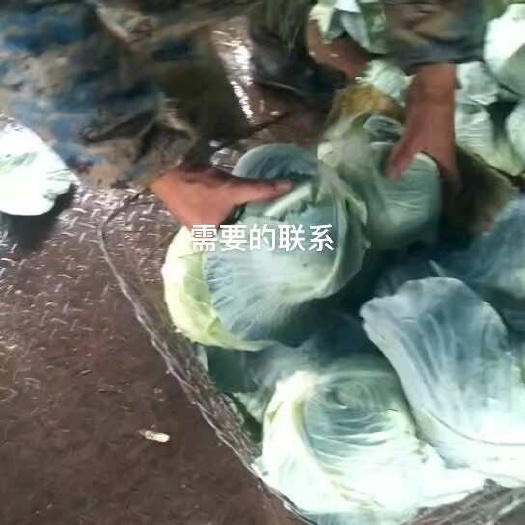 威宁县需要的联系，大量有货