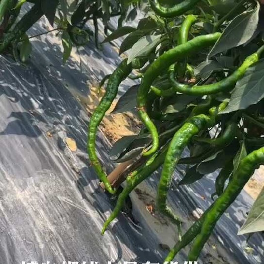 博白县广西博白螺线大量有货供应，欢迎老板咨询合作
