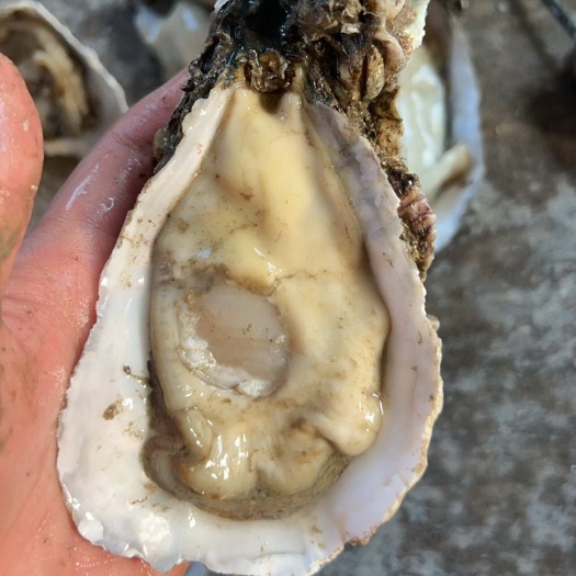 饶平县鲜活三倍体生蚝 全壳发货支持半壳加工 快递物流直达