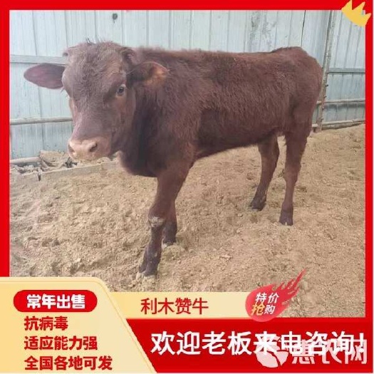 利木赞牛牛犊 活牛 抗病能力强 价格好 质量保障
