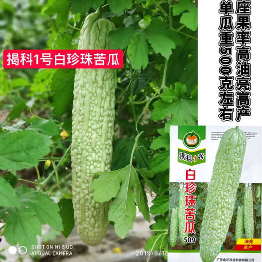 长沙揭科1号白珍珠苦瓜种子座果率高油亮高产口感佳瓜型修长