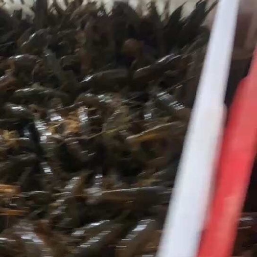 泗洪县小龙虾苗，虾苗，龙虾苗，龙虾种苗，龙虾苗价格