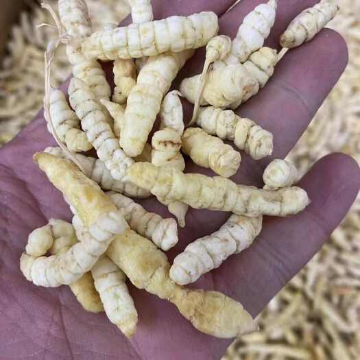 昆明地蚕 虫草参 天山虫蚕 大货批发