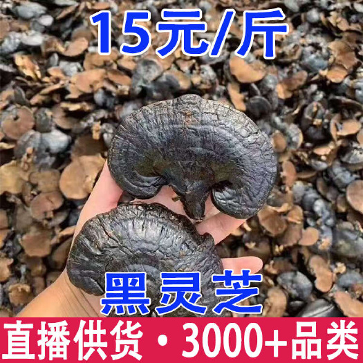 昆明黑灵芝 黑林芝 灵芝产地货源 一件代发