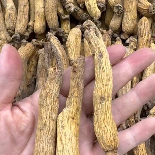 红参 人参 35头红参