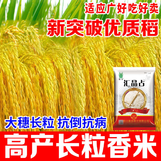 国审优质高产抗倒伏【汇晶占】1斤装
