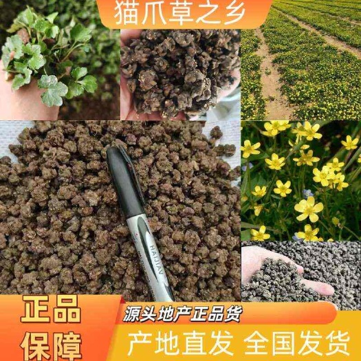 猫爪草，新货上市，假一赔十，量大优惠
