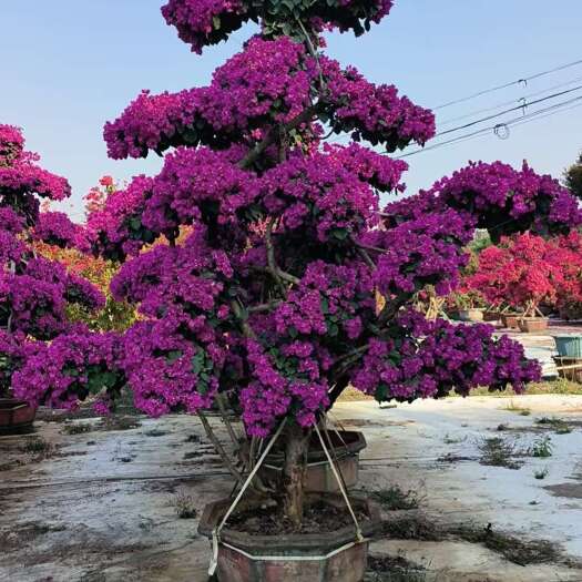 福建漳州供应精品紫花三角梅杯苗 高2.5米带营养钵发货