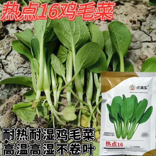 长沙热点16耐高温鸡毛菜种子耐热耐湿鸡毛菜高温高湿不卷叶
