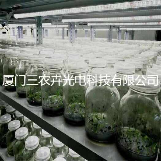 厦门T20-白芨育苗组培灯
