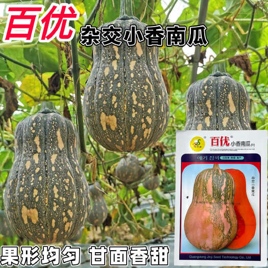 长沙百优杂交小香南瓜种子果型均匀甘面香甜百优香芋南瓜粉糯香甜
